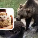 Nikto nemôže nájsť ježka: super náročná hádanka na čas