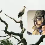 Všetci vidia bociany a len "titán" nájde holuba: zložitá hádanka