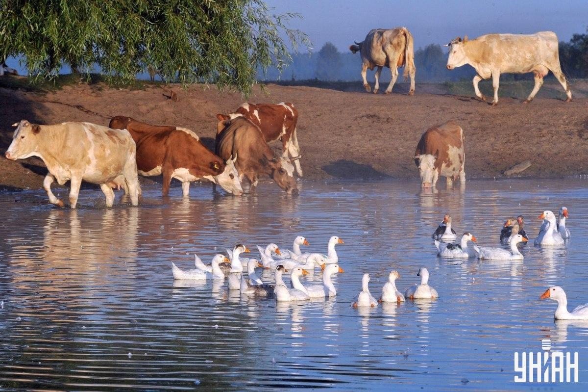 Nájdi psa za menej ako 10 sekúnd / koláž s fotografiou Moje